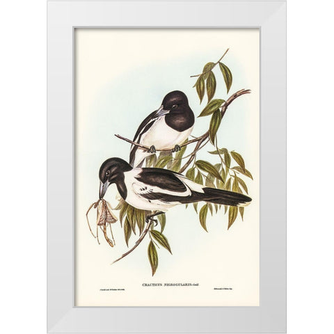 Black-throated Crow-Shrike-Cracticus nigrogularis White Modern Wood Framed Art Print by Gould, John