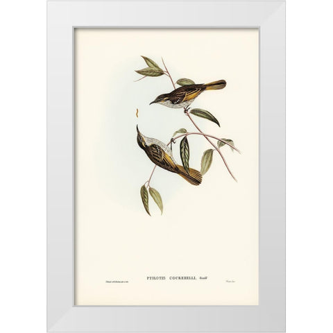 Cockerells Honey-eater-Ptilotis Cockerelli White Modern Wood Framed Art Print by Gould, John