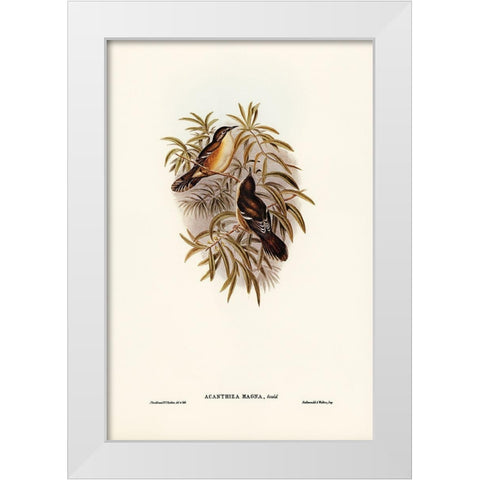 Great Acanthiza-Acanthiza magna White Modern Wood Framed Art Print by Gould, John