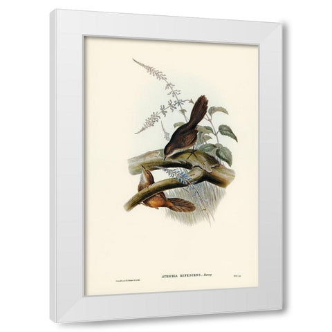 Rufescent Scrub-Bird-Atrichia rufescens White Modern Wood Framed Art Print by Gould, John