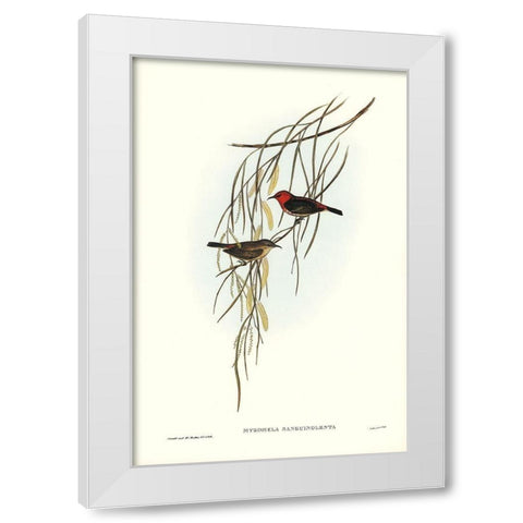 Sanguineous Honey-eater-Myzomela sanguincolenta White Modern Wood Framed Art Print by Gould, John