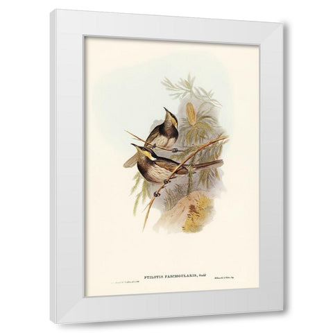 Fasciated Honey-eater-Ptilotis fasciogularis White Modern Wood Framed Art Print by Gould, John