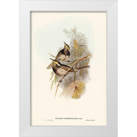 Fasciated Honey-eater-Ptilotis fasciogularis White Modern Wood Framed Art Print by Gould, John