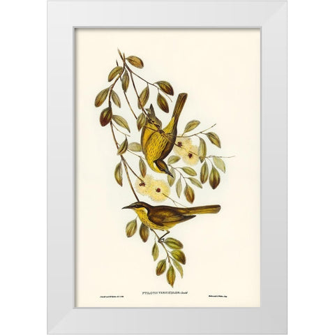 Varied Honey-eater-Ptilotis versicolor White Modern Wood Framed Art Print by Gould, John