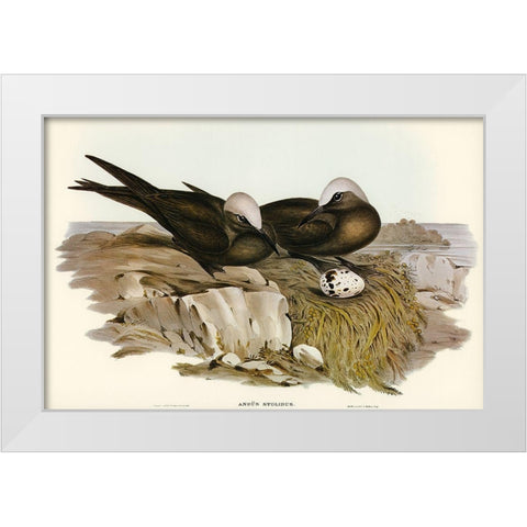Noddy Tern-Anous Stolidus White Modern Wood Framed Art Print by Gould, John