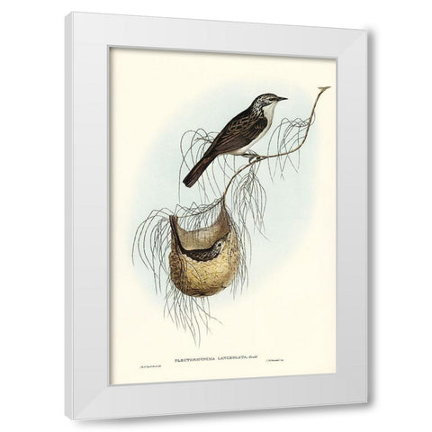 Lanceolate Honey-eater-Plectorhyncha lanceolata White Modern Wood Framed Art Print by Gould, John