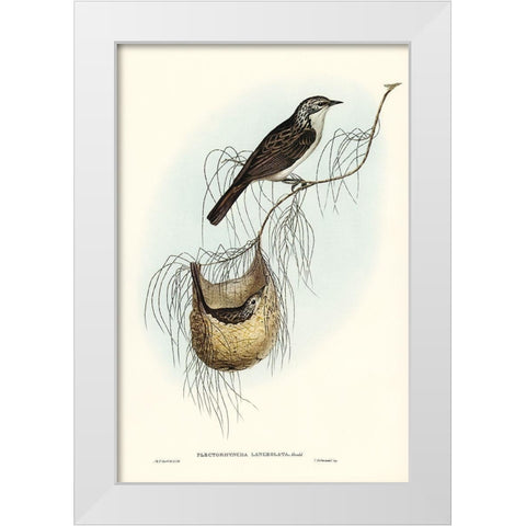 Lanceolate Honey-eater-Plectorhyncha lanceolata White Modern Wood Framed Art Print by Gould, John