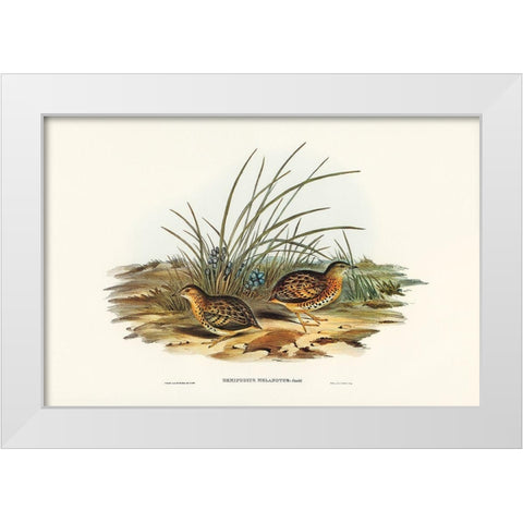 Black-backed Hemipode-Hemipodius melanotus White Modern Wood Framed Art Print by Gould, John