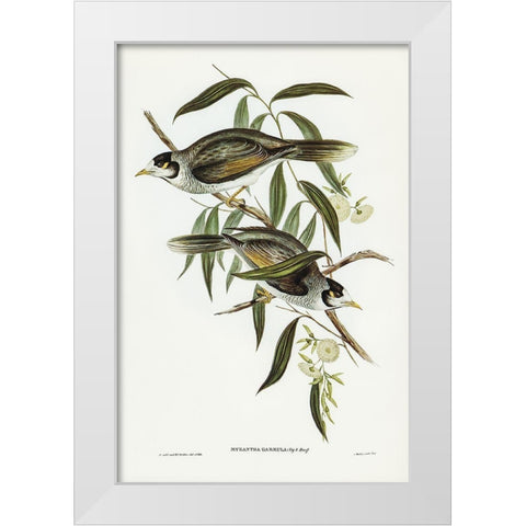 Garrulous Honey-eater-Myzantha garrula White Modern Wood Framed Art Print by Gould, John