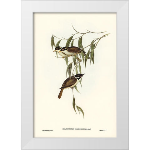 Strong-billed Honey-eater-Melithreptus validirostris White Modern Wood Framed Art Print by Gould, John