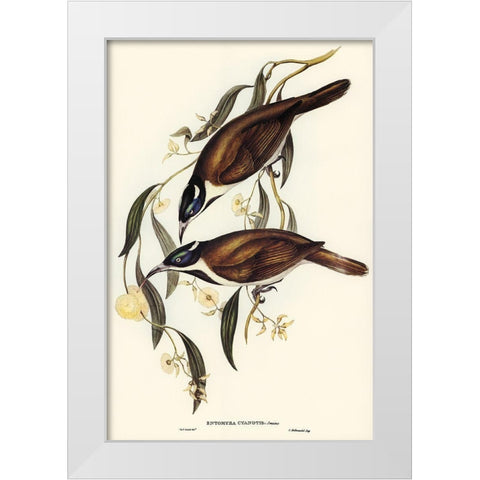 Blue-faced Entomyza-Entomyza cyanotis White Modern Wood Framed Art Print by Gould, John