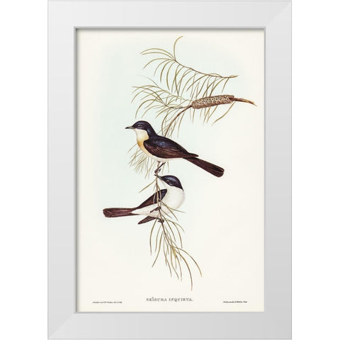 Restless Flycatcher-Seisura inquieta White Modern Wood Framed Art Print by Gould, John