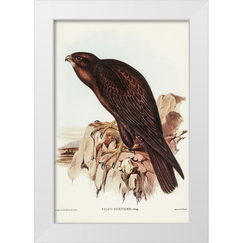 Black Falcon-Falco sunnier White Modern Wood Framed Art Print by Gould, John