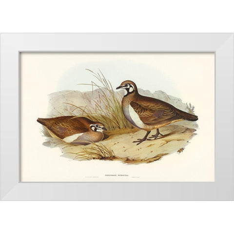 Partridge Bronze-wing-Geophaps scripta White Modern Wood Framed Art Print by Gould, John