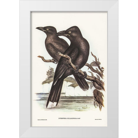 Sooty Crow-Shrike-Strepera fuliginose White Modern Wood Framed Art Print by Gould, John