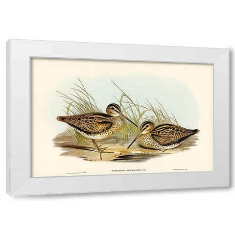 New Holland Snipe-Scolopax Australis White Modern Wood Framed Art Print by Gould, John