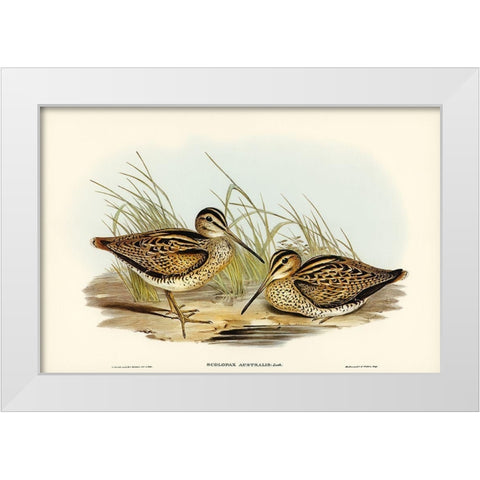 New Holland Snipe-Scolopax Australis White Modern Wood Framed Art Print by Gould, John