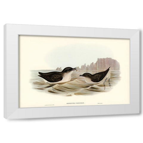 Diving Petrel-Puffinuria Urinatrix White Modern Wood Framed Art Print by Gould, John