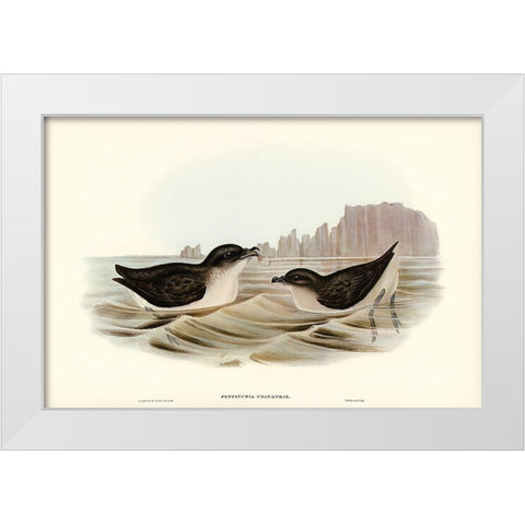 Diving Petrel-Puffinuria Urinatrix White Modern Wood Framed Art Print by Gould, John