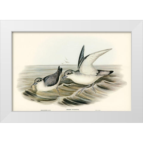 Dove-like Prion-Prion Turtur White Modern Wood Framed Art Print by Gould, John