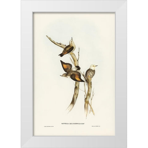 White-headed Sittella-Sittella leucocephala White Modern Wood Framed Art Print by Gould, John