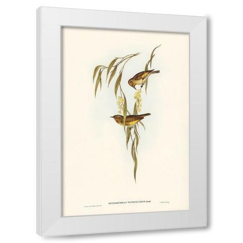 Red-throated Honey-eater-Entomophila rufogularis White Modern Wood Framed Art Print by Gould, John