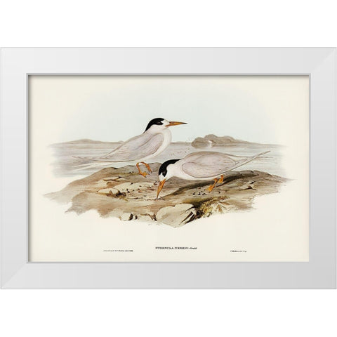Australian Little Tern-Sternula Nereis White Modern Wood Framed Art Print by Gould, John