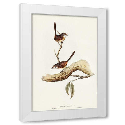Striated Wren-Amytis striatus White Modern Wood Framed Art Print by Gould, John