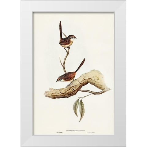 Striated Wren-Amytis striatus White Modern Wood Framed Art Print by Gould, John