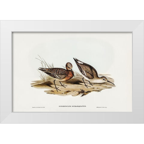 Curlew Sandpiper-Schoeniclus subarquatus White Modern Wood Framed Art Print by Gould, John