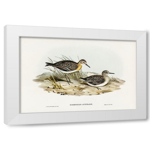 Australian Tringa-Schoeniclus Australis White Modern Wood Framed Art Print by Gould, John
