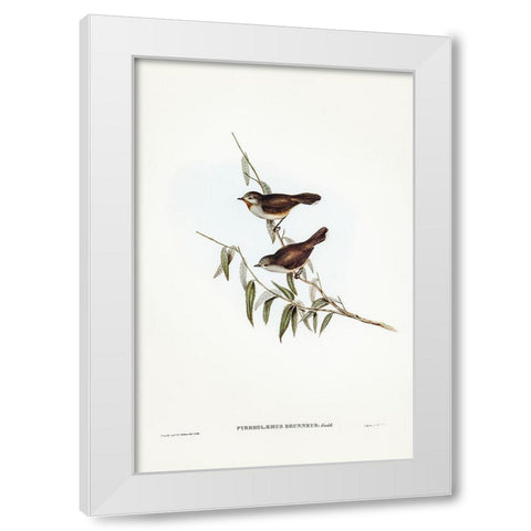 Brown Red-throat-Pyrrholaemus brunneus White Modern Wood Framed Art Print by Gould, John