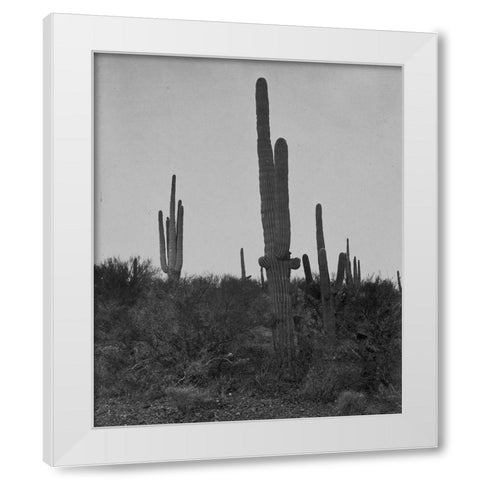 Cereus giganteus-Arizona White Modern Wood Framed Art Print by OSullivan, Timothy H