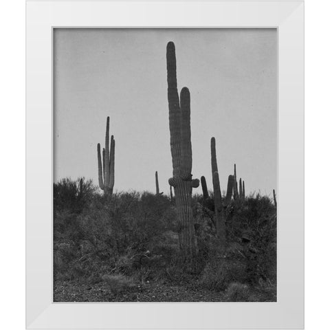 Cereus giganteus-Arizona White Modern Wood Framed Art Print by OSullivan, Timothy H
