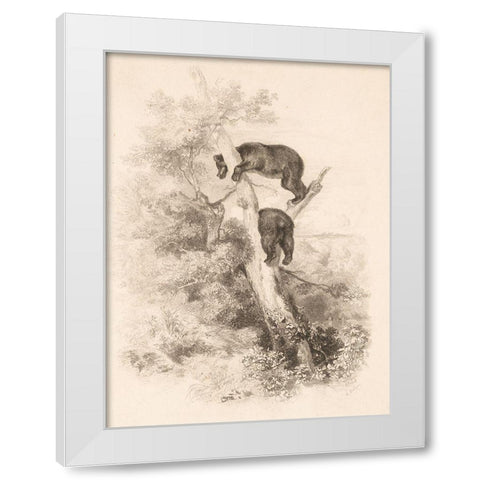 Two Bears White Modern Wood Framed Art Print by Bodmer, Karl