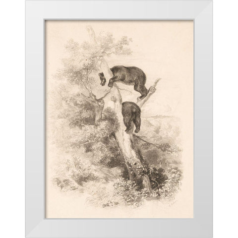 Two Bears White Modern Wood Framed Art Print by Bodmer, Karl