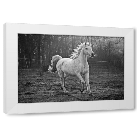 Galloping White White Modern Wood Framed Art Print by The Yellowstone Collection