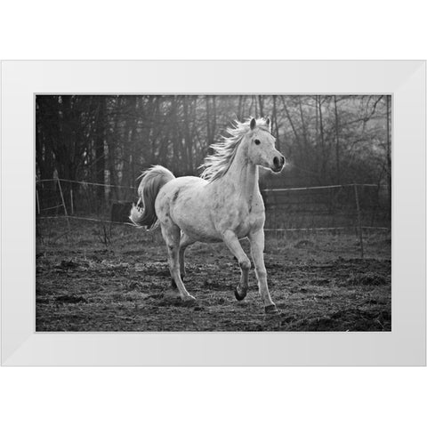 Galloping White White Modern Wood Framed Art Print by The Yellowstone Collection