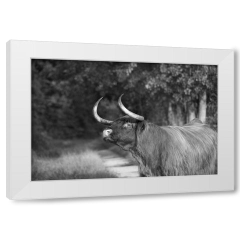 Heads Up White Modern Wood Framed Art Print by The Yellowstone Collection