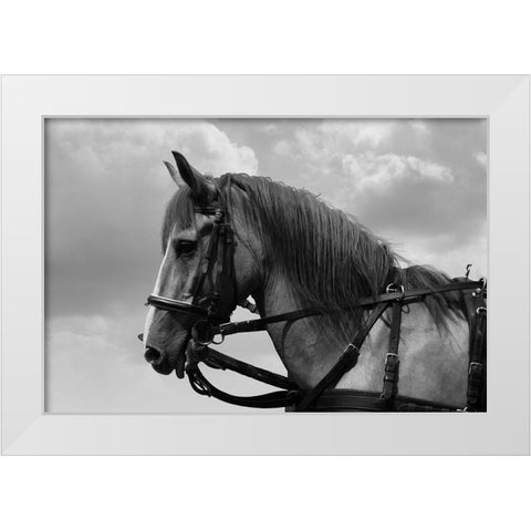 Horse in Harness White Modern Wood Framed Art Print by The Yellowstone Collection