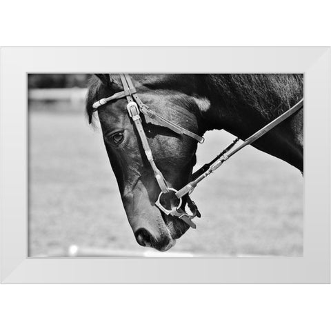 Horse in western bridle II White Modern Wood Framed Art Print by The Yellowstone Collection