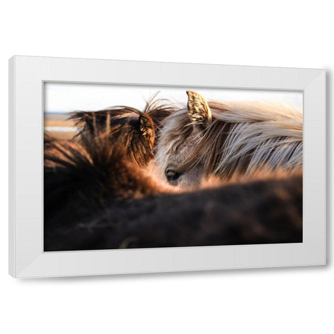 Nuzzle White Modern Wood Framed Art Print by The Yellowstone Collection