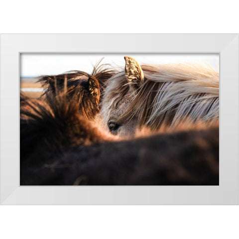 Nuzzle White Modern Wood Framed Art Print by The Yellowstone Collection