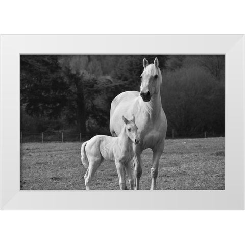 Palomino Horse and Colt White Modern Wood Framed Art Print by The Yellowstone Collection