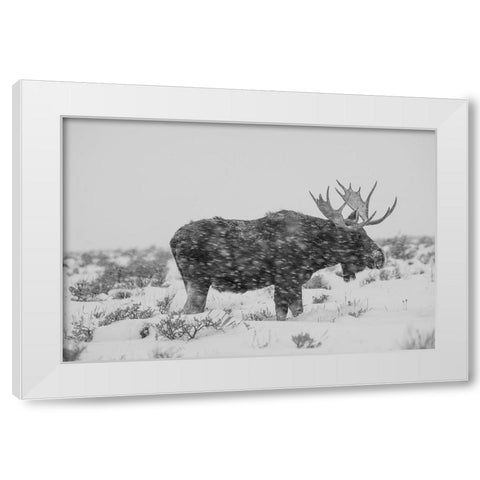 Snowy Elk White Modern Wood Framed Art Print by The Yellowstone Collection