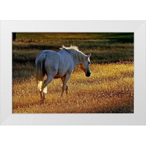 Summer Meadow II White Modern Wood Framed Art Print by The Yellowstone Collection