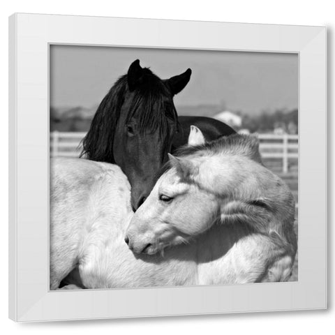 The Long Kiss White Modern Wood Framed Art Print by The Yellowstone Collection
