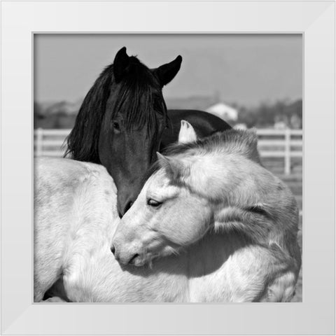 The Long Kiss White Modern Wood Framed Art Print by The Yellowstone Collection