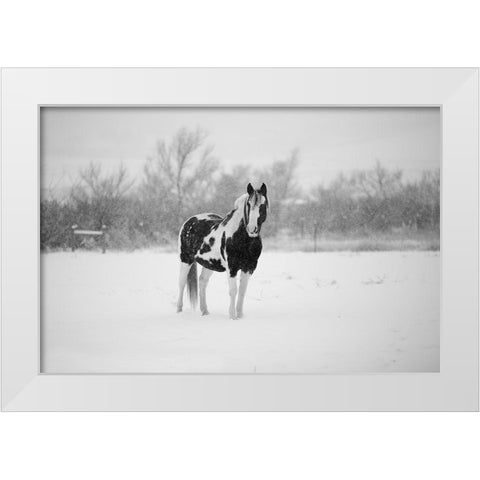 Winter Piebald White Modern Wood Framed Art Print by The Yellowstone Collection