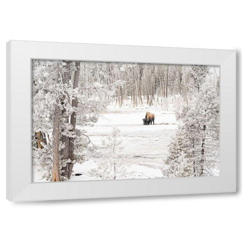 Bison in Norris Geyser Basin, Yellowstone National Park White Modern Wood Framed Art Print by Frank, Jacob W.